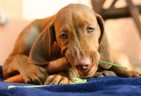 istock_photo_of_puppy_eating_carrot